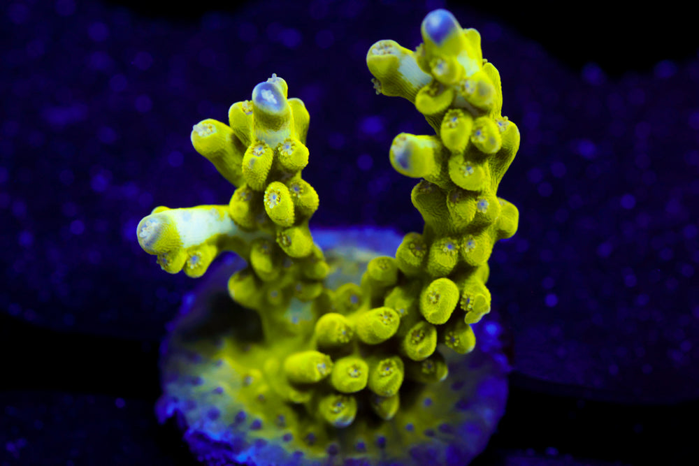 ORA Pearlberry Acro 2