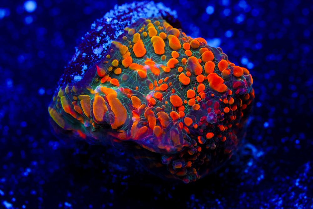 Cloudberry Chalice 1