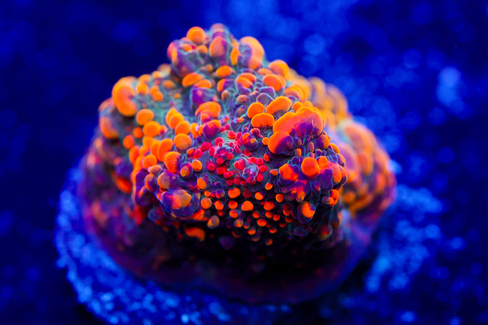 Cloudberry Chalice 2