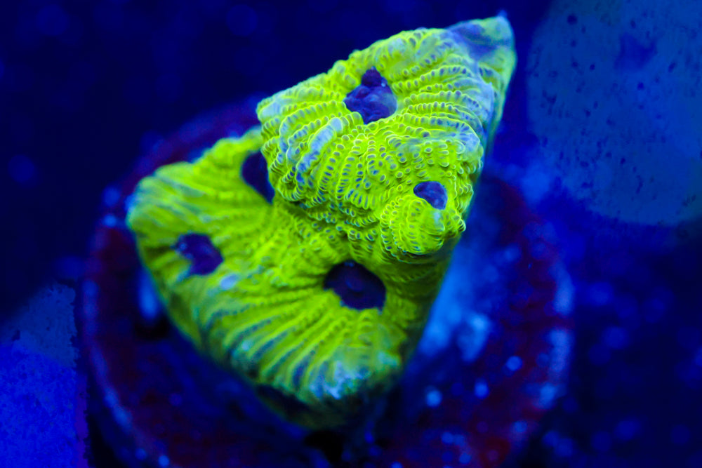 Purple Passion Favia 2