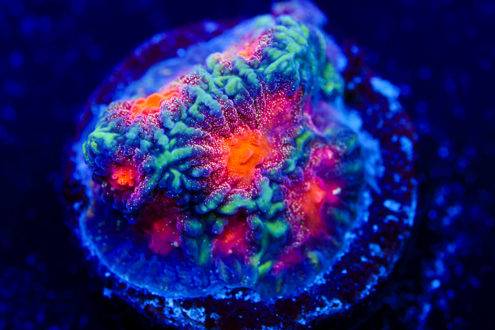 CC Space Cakes Favia 1