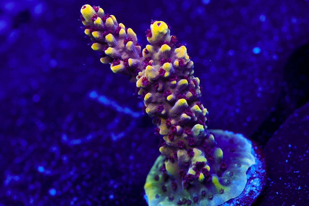 CV Crabragoon Acro 1