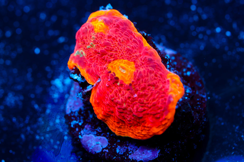 CB Flaming Bugati Chalice 1