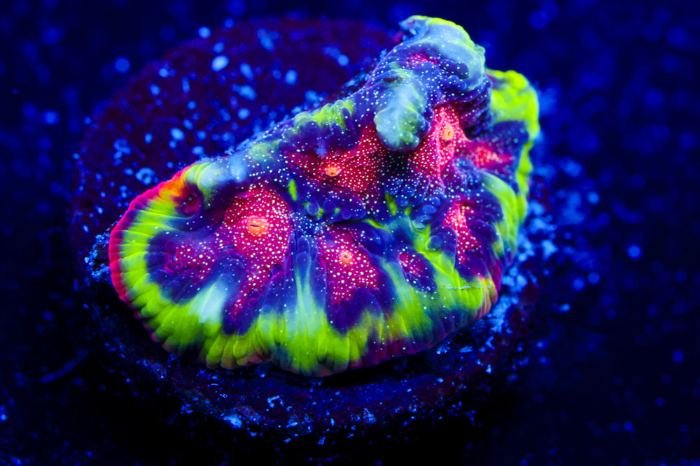 CV Rainbow Venom Favia 1