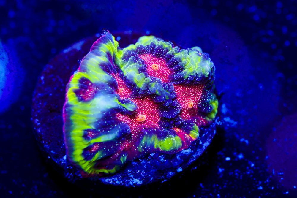 CV Rainbow Venom Favia 2