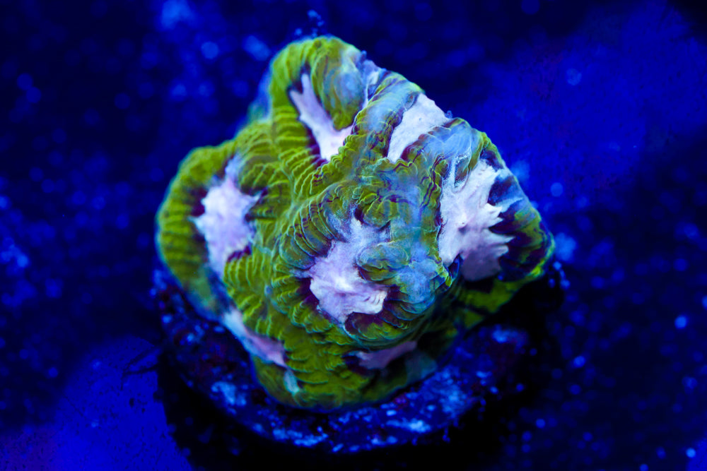 Hamster in Microwave Favia 1