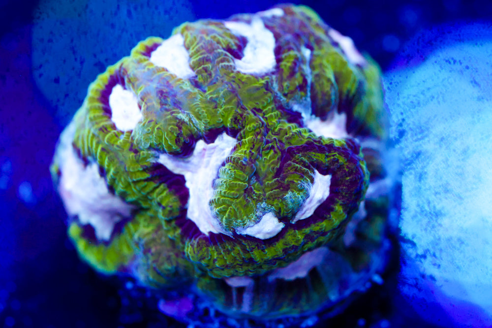 Hamster in Microwave Favia 2