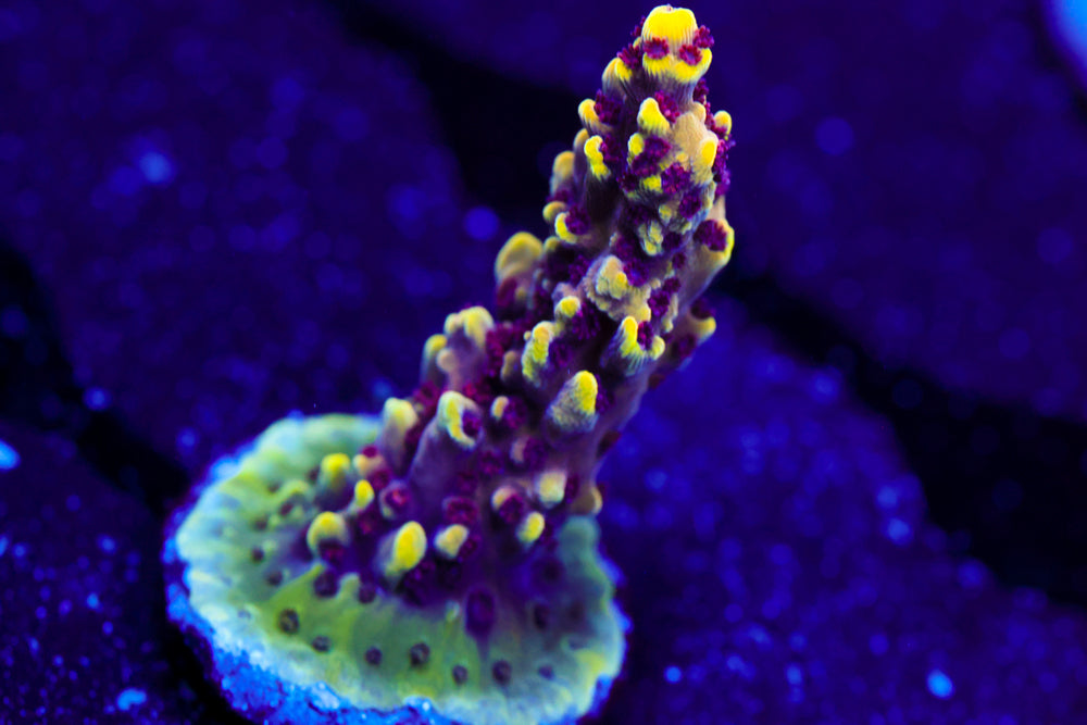 CV Crabragoon Acro 2