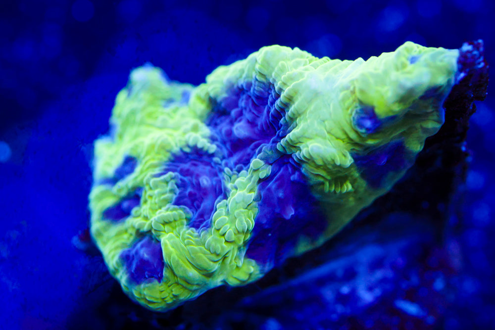 Mystery Favia 1