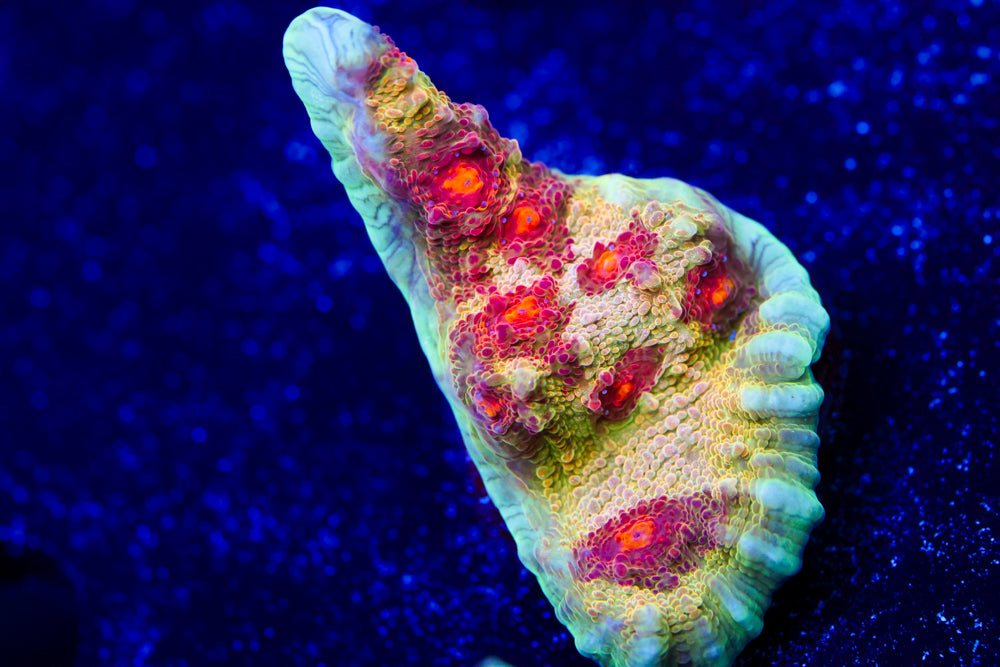 CV Deep Dish Chalice 1