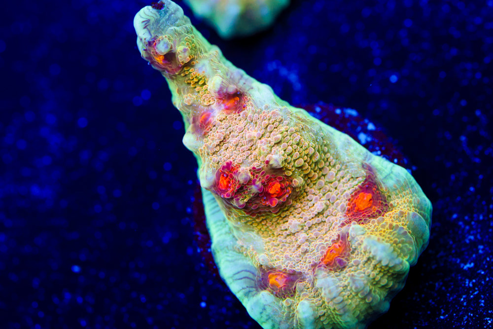 CV Deep Dish Chalice 2