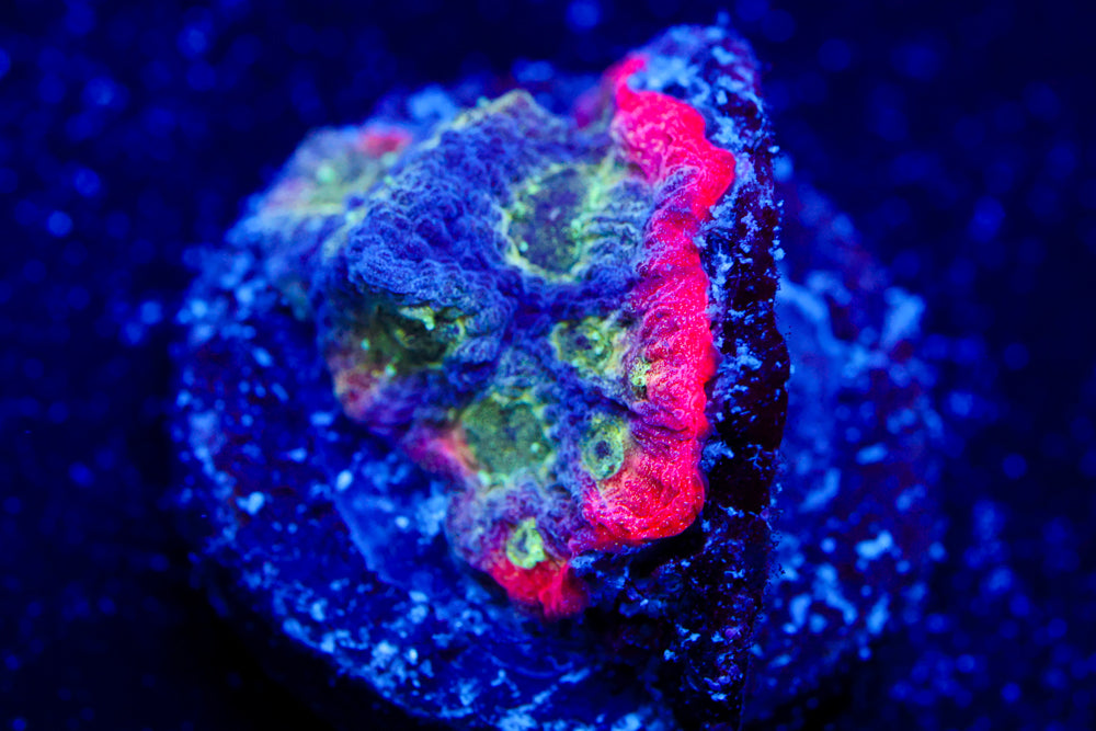Mighty Max Favia 2
