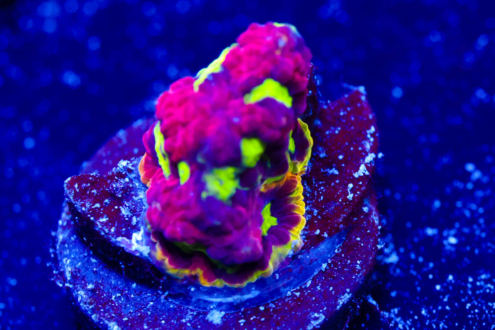 Cybermonster Favia 2