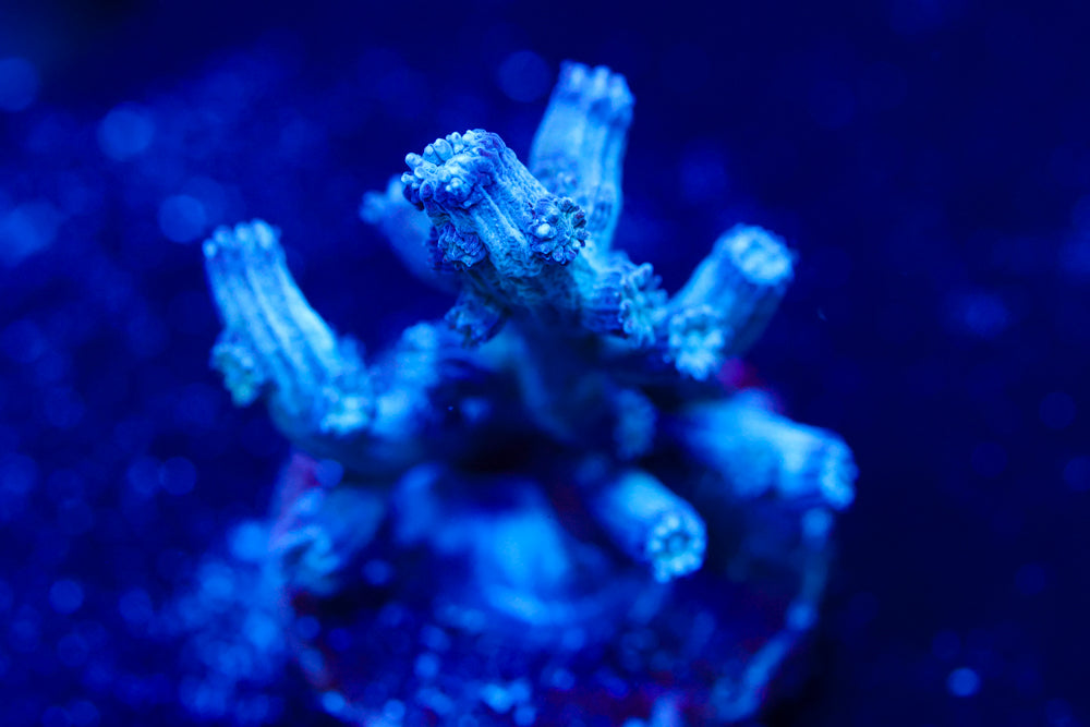 Branching Cyphastrea 1
