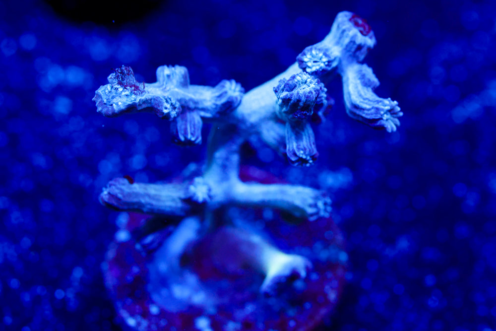 Branching Cyphastrea 2