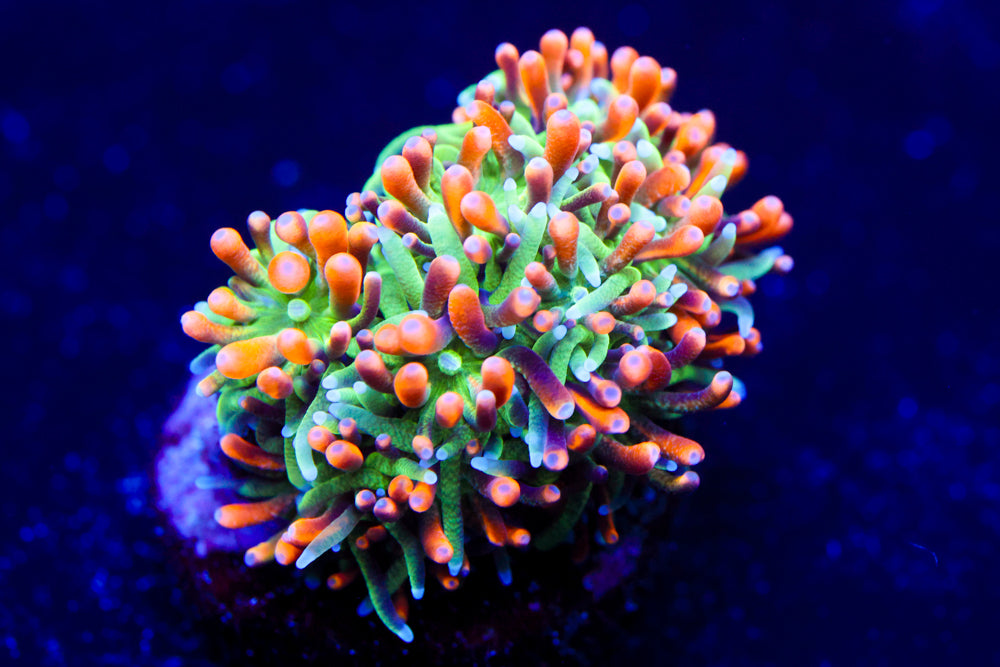 Marigold Galaxea 1