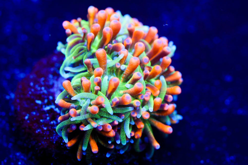 Marigold Galaxea 2