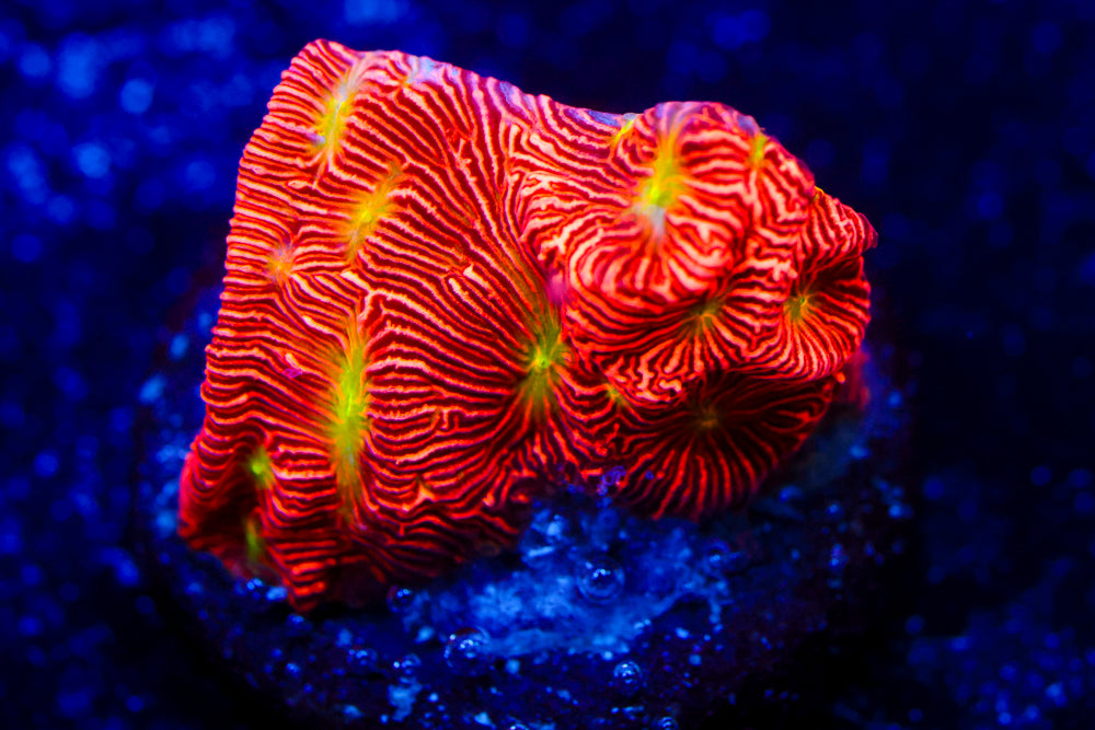 Pumpkin Patch Litho 1