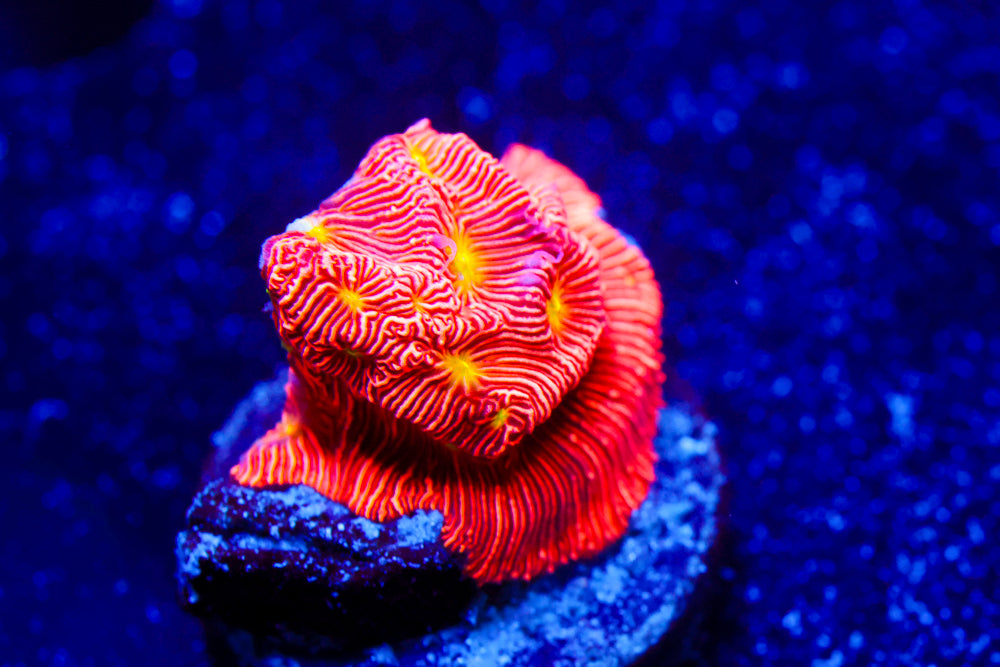 Pumpkin Patch Litho 2