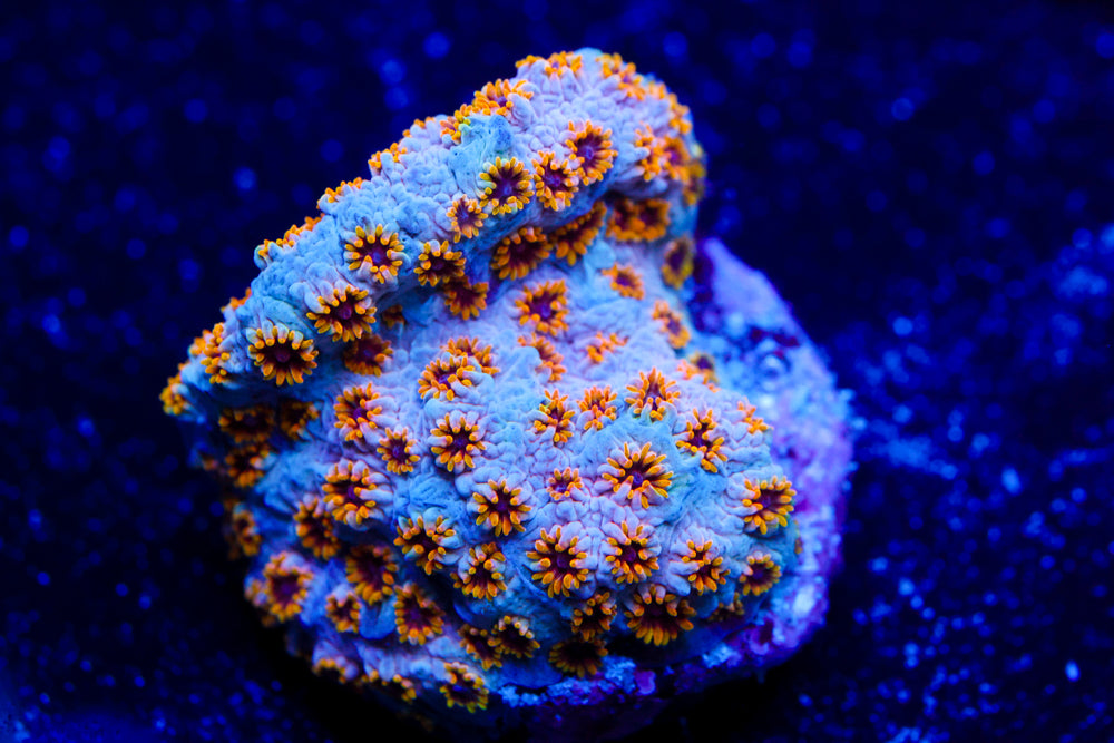 Starburst Cyphastrea 1