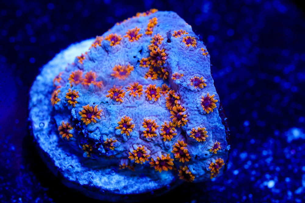 Starburst Cyphastrea 2