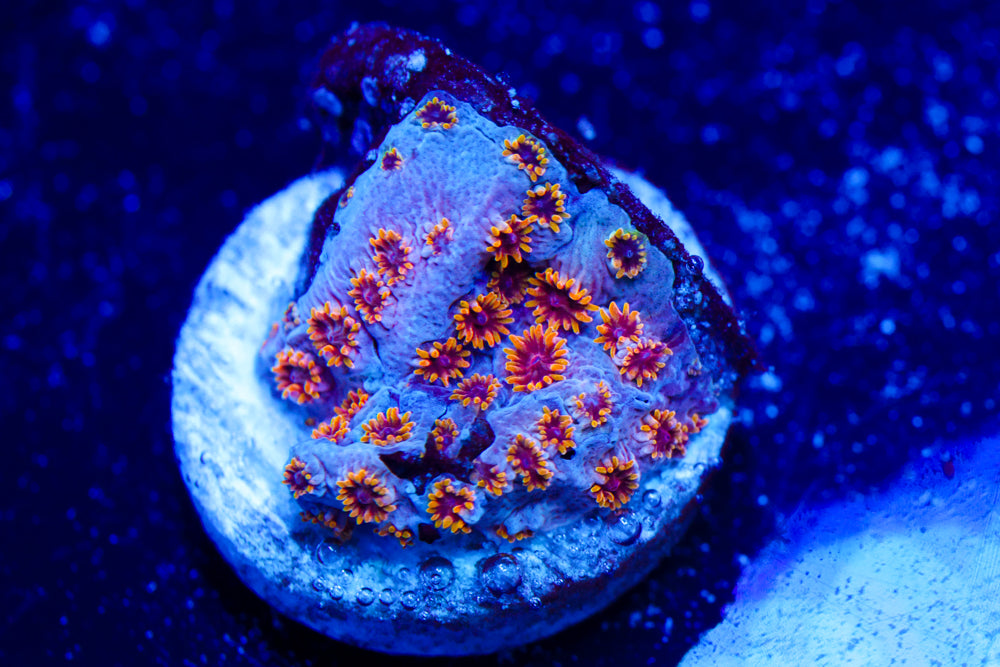 Starburst Cyphastrea 3