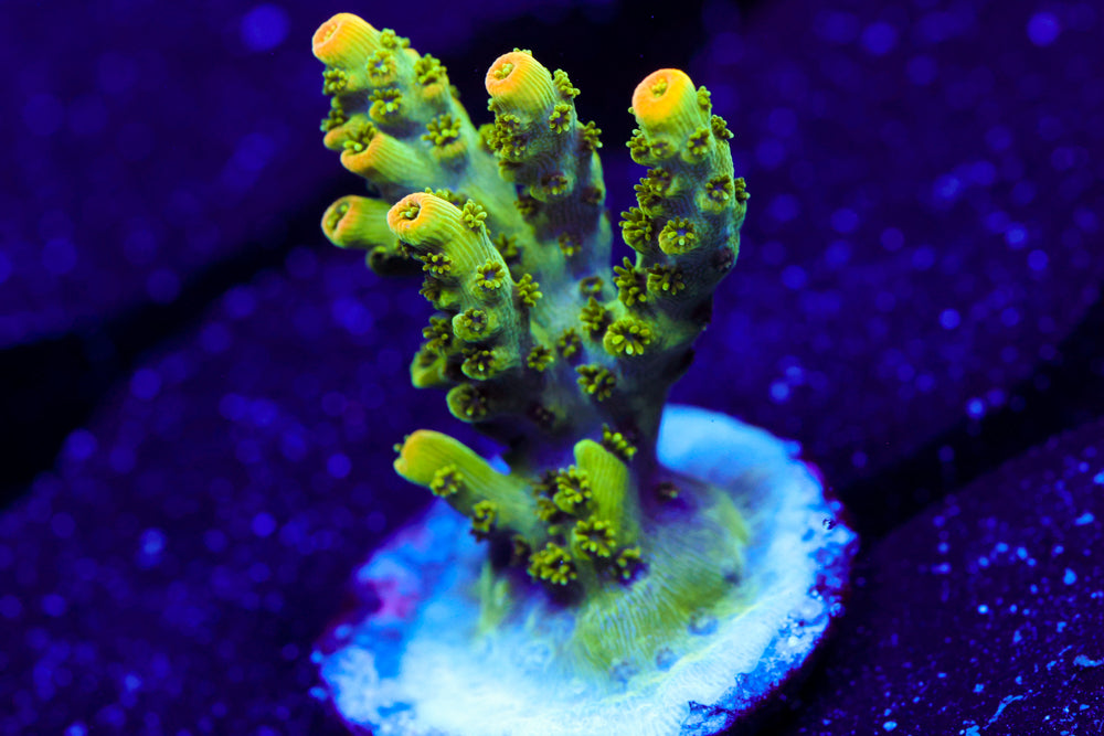 TSA Bill Murray Acro 1