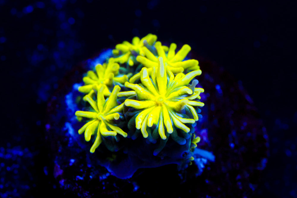 Neon Galaxea 1