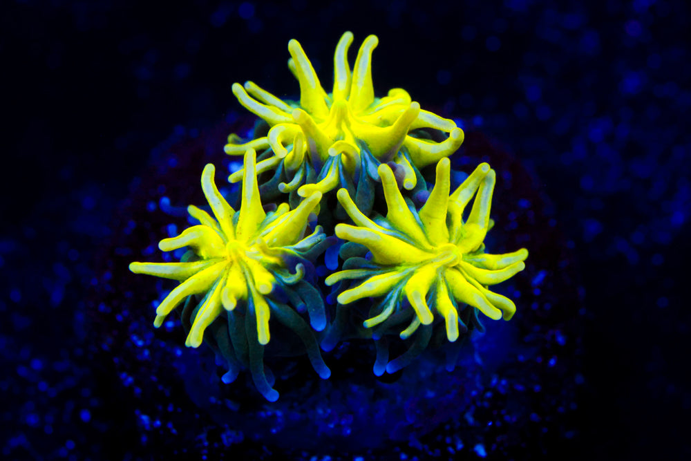 Neon Galaxea 2