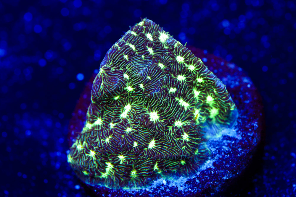 Frogskin Leptoseris 1