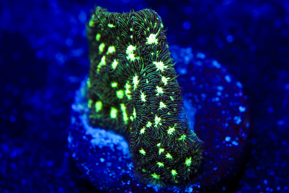 Frogskin Leptoseris 2