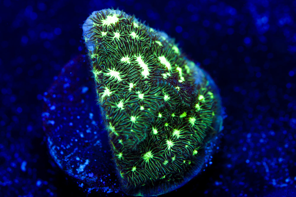 Frogskin Leptoseris 3