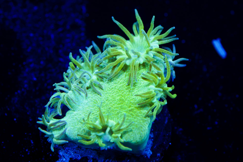 Toxic Turbinaria 1