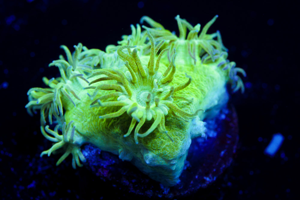 Toxic Turbinaria 2