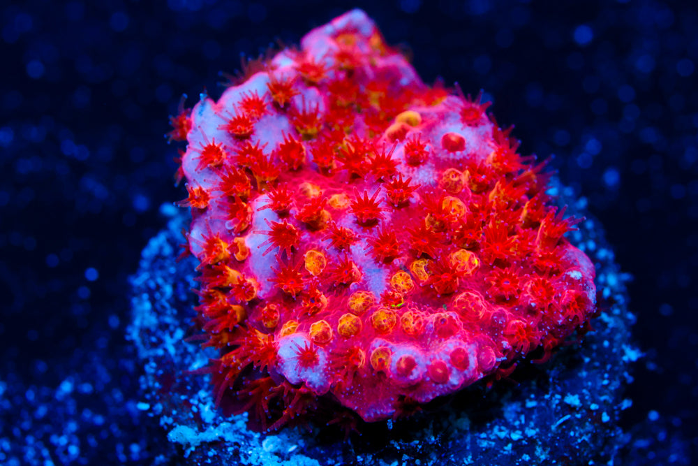Lethal Stylocoeniella 1