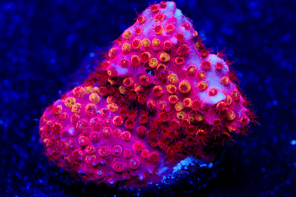 Lethal Stylocoeniella 2