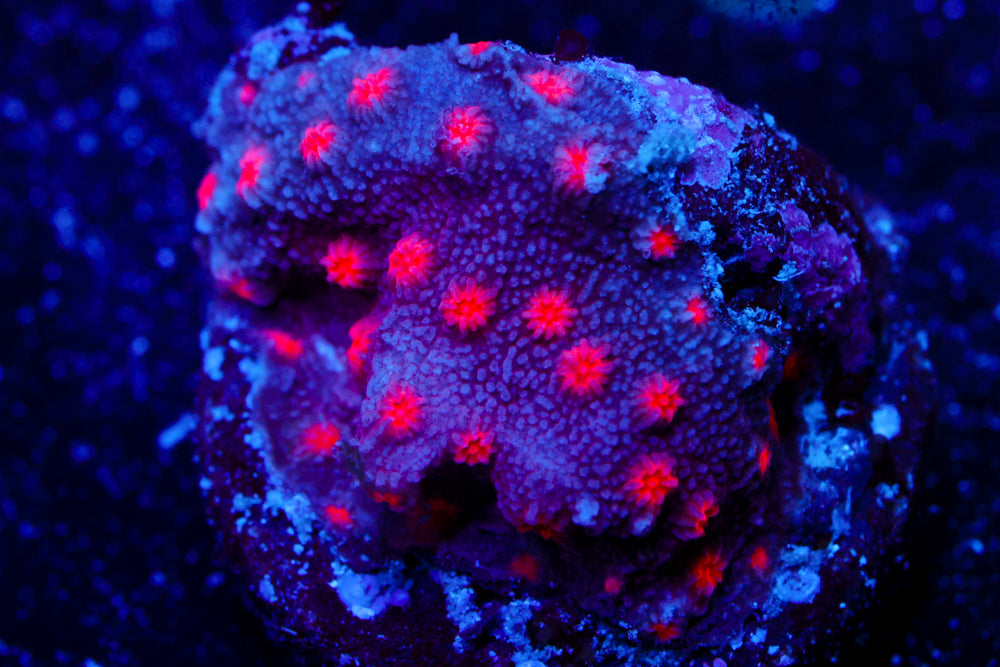 Cotton Candy Cyphastrea 1