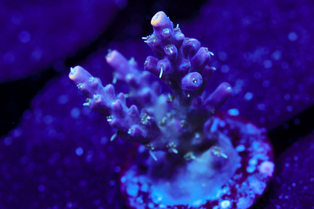 CC Ultra Violet Acro 1