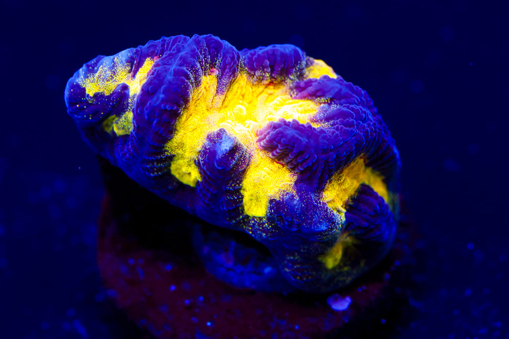 Black and Yellow Platygyra 1