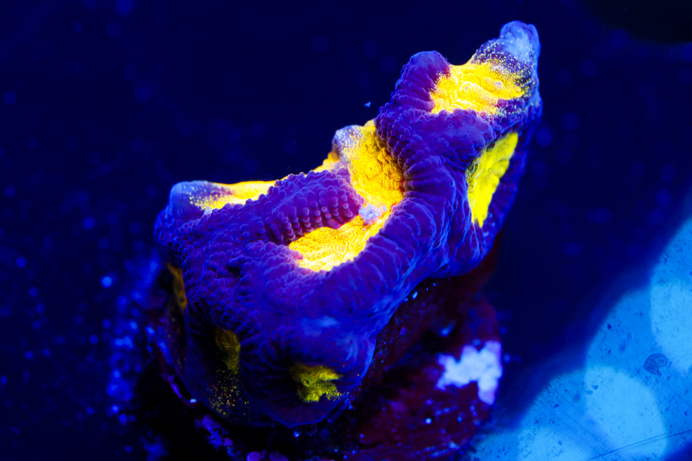 Black and Yellow Platygyra 2