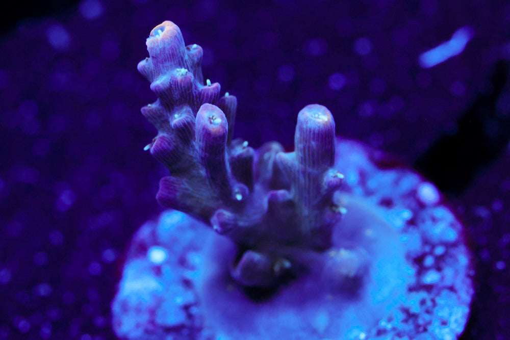 CC Ultra Violet Acro 2