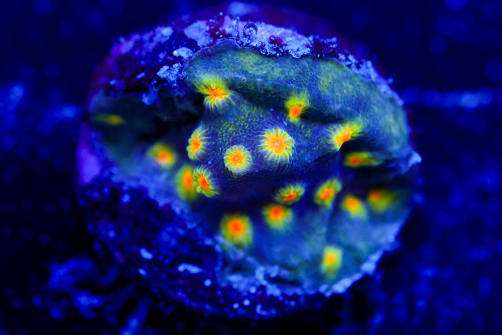 Buzz Lightyear Cyphastrea 1