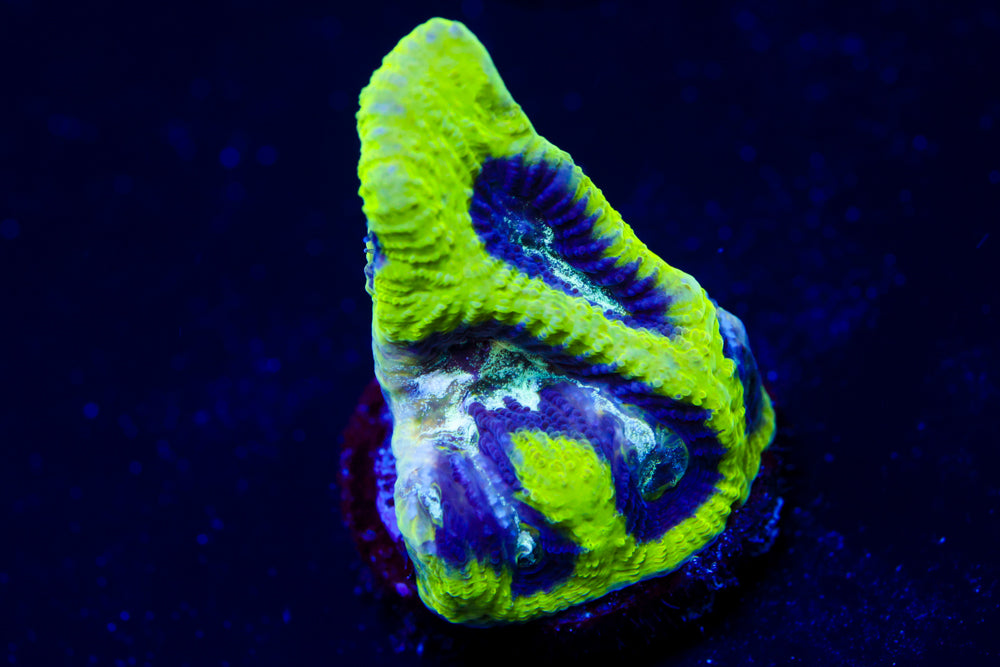 Court Jester Platygyra 1