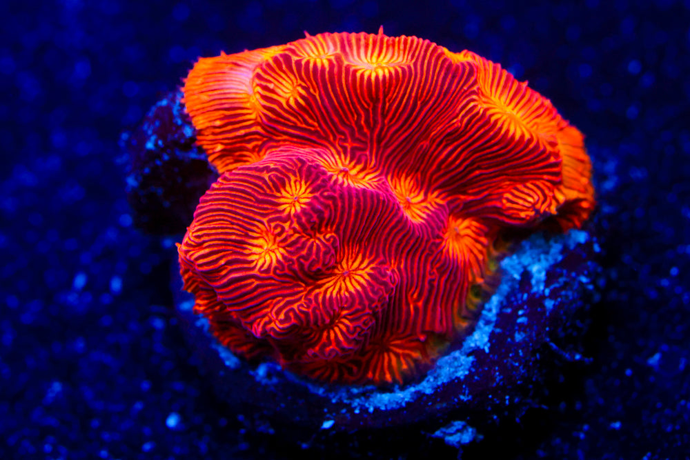 CC Rising Sun Leptoseris 2