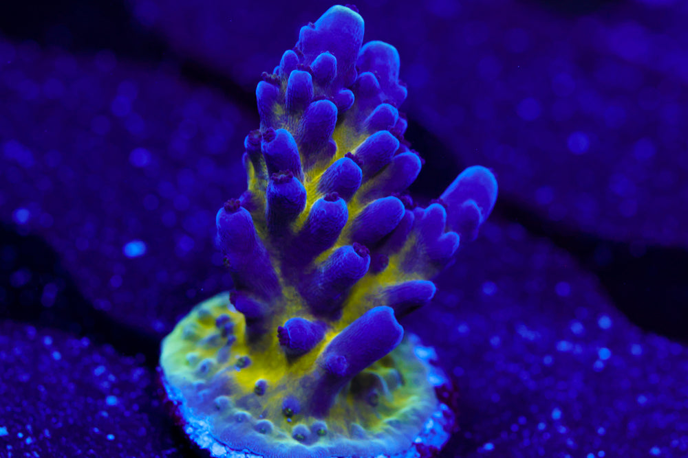 Nick's Purple Passion Acro 1
