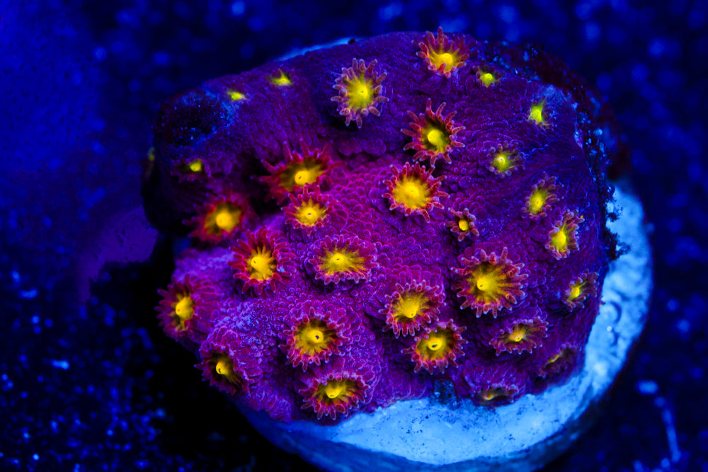 Bling Bling Cyphastrea 1