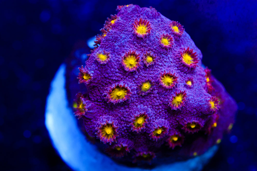 Bling Bling Cyphastrea 2