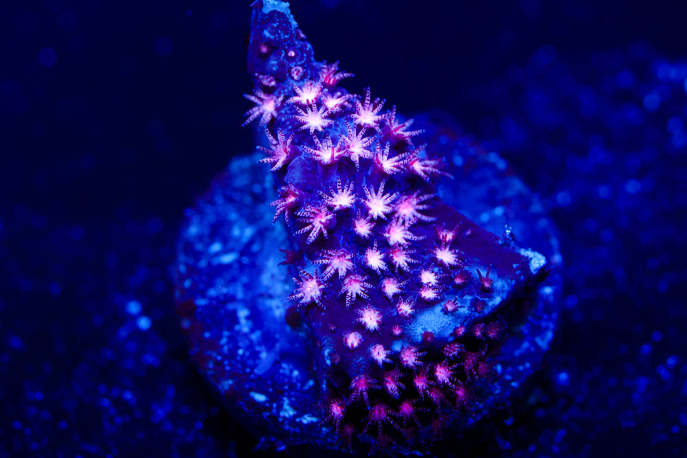 ECC Purple Passion Stylocoeniella 1