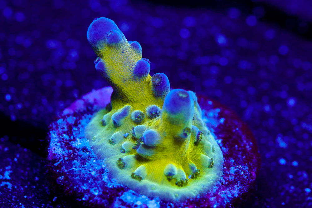 Nick's Purple Passion Acro 2