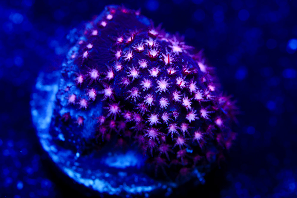 ECC Purple Passion Stylocoeniella 3